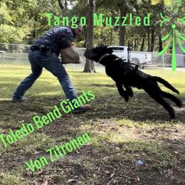 Giant Schnauzer puppies from Toledo Bend Giants Vom Zitronen