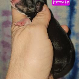 Great Dane and Miniature Schnauzer Puppies from Clouser's Bodacious Danes