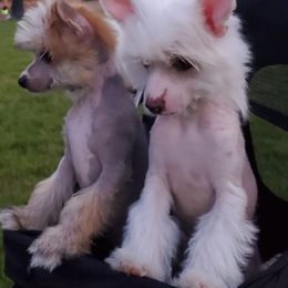 Chinese Crested Puppies from Marina Konstantinova's Cresteds
