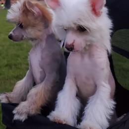 Chinese Crested Puppies from Marina Konstantinova's Cresteds