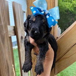 Noodle - Phantom female Bernedoodle puppy in Macon County, North Carolina from Mountain Doodles