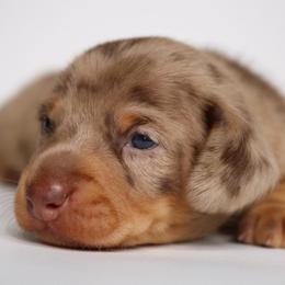 Girl 1 - Dapple female Dachshund puppy in Red Bud, Illinois from Midwest Miniature Dachshunds