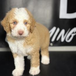 GLOCK - Red male Bernedoodle puppy in Corpus Christi, Texas from The Henke Doodles