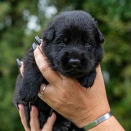 Blue - Black male German Shepherd puppy in Hammond, Louisiana from Von LaMarca German Shepherds