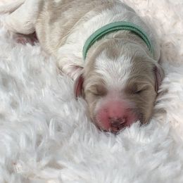 Goldendoodle Puppies from Snow Ridge Doodles