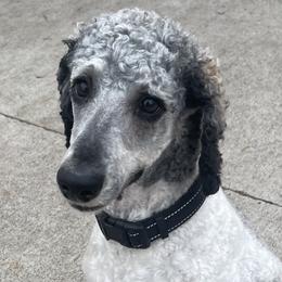 Copper - Poodle