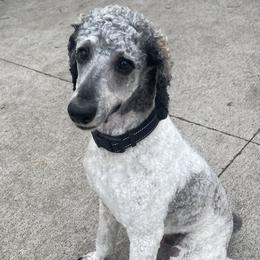 Copper - Poodle