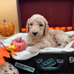 Sammy - Apricot male Goldendoodle puppy in Willacoochee, Georgia from Kitandkboodle's Doodles