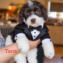 Tank - Chocolate male Australian Labradoodle puppy in Dawson, Georgia from Still Pond Australian Labradoodles