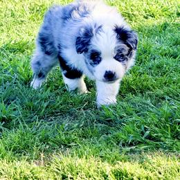 Athena - Blue merle female Australian Shepherd puppy in Mineral Wells, Texas from A6 Australian Shepards