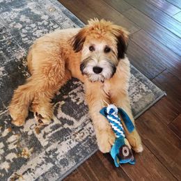 Soft Coated Wheaten Terrier Puppies from Kayos Kennel