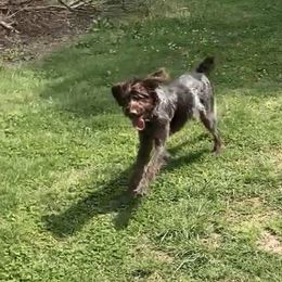 American Bullies, German Shorthaired Pointers, and German Wirehaired Pointers from Shoreline Pointers & Salty bullyz