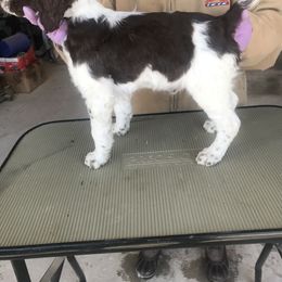 Brittany Puppies from KB Britts