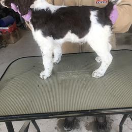 Brittany Puppies from KB Britts