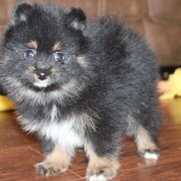 Reed - Black and tan male Pomeranian puppy in Danielsville, Georgia from PassionatePomPoms