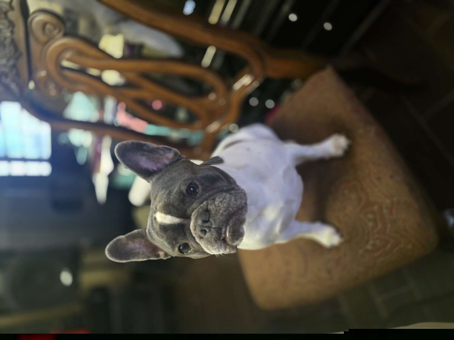 Miss London - French Bulldog