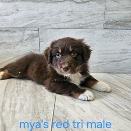 Mya light blue - Red merle male Australian Shepherd puppy in Arbela, Missouri from County Line Aussies