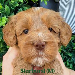 Starburst - Caramel male Australian Labradoodle puppy in Silver Spring, Maryland from Potomac Australian Labradoodles