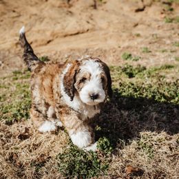 Girl 1 - Bernedoodle puppy in Choctaw, Oklahoma from Sugarcreek Haven Bernedoodles