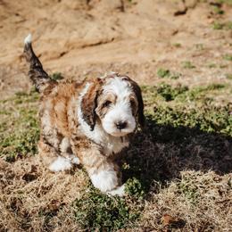 Girl 1 - Bernedoodle puppy in Choctaw, Oklahoma from Sugarcreek Haven Bernedoodles