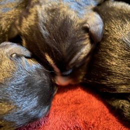 Goldendoodle and Poodle Puppies from Bracha Poodles & Doodles
