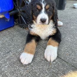 Bernedoodle Puppies from Buckingham's Bernedoodle Buddies