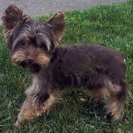 Zay - Chocolate and tan male Yorkshire Terrier puppy in North Chesterfield, Virginia from YorkieLover