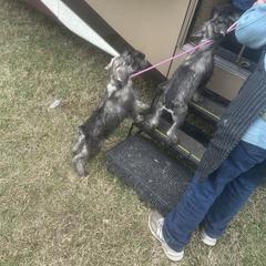 Mr outgoing - Pepper and salt male Standard Schnauzer puppy in Italy, Texas from Erregen kennels