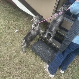 Mr outgoing - Pepper and salt male Standard Schnauzer puppy in Italy, Texas from Erregen kennels