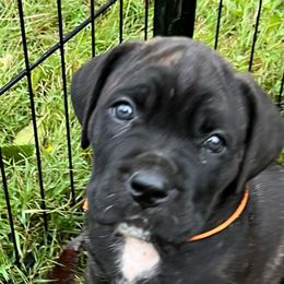 Garcia - Cane Corso puppy from Reverence Cane Corso