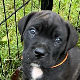 Garcia - Cane Corso puppy from Reverence Cane Corso