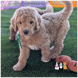 ALFIE - OFA-Genetics-Microchip-Vet Check-2 Year Warranty. - Apricot male Goldendoodle puppy in Jeddo, Michigan from Apple Creek Doodles