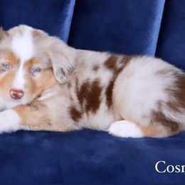 Boy 1 - Miniature Australian Shepherd puppy in Florida from J7 Miniature Australian Shepherds
