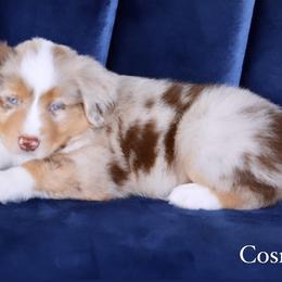 Boy 1 - Miniature Australian Shepherd puppy in Florida from J7 Miniature Australian Shepherds