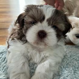 Boy 1 - Tricolor male Shih Tzu puppy in Silver Spring, Maryland from Saraya’s Shih Tzus