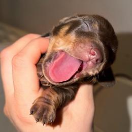 Kisses - Chocolate and tan female Dachshund puppy in Yuba City, California from Mulberry Dachshunds