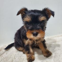 Odelyssa - Black and tan female Shorkie puppy in Sandy, Utah from Phantom League Schnauzers