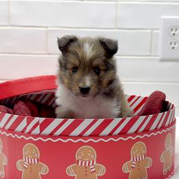 Autumn - Sable and white female Shetland Sheepdog puppy in Zephyrhills, Florida from Highland Shelties & Aussies