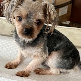 Jax - Yorkshire Terrier