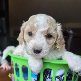 Irish - Red male Cavapoo puppy in Blackfoot, Idaho from Draper Mountain Doodles