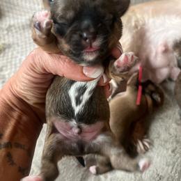 Yellow band - Tan and white male Yorkshire Terrier puppy in White Pigeon, Michigan from Shorkie puppies