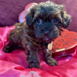 Sidney Harbour-tAn - Red brindle male Havapoo puppy in Howard City, Michigan from Petite Joie Puppies