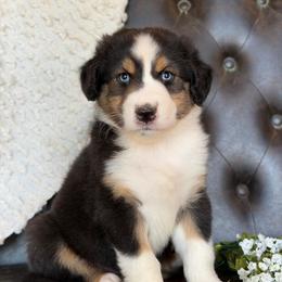 Alex- Has Tail and Videos - Black tri-color male Australian Shepherd puppy in Troy, South Carolina from Lana Corley- Australian Shepherds of 3/W Farms