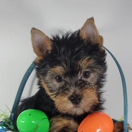 Green collar boy - Black and tan male Yorkshire Terrier puppy in Jacksonville, Florida from Yorkieology
