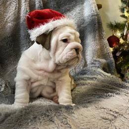Bulldog Puppies from Semper Fi Bulldogs