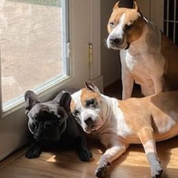 American Staffordshire Terriers from Cedar River Staffs