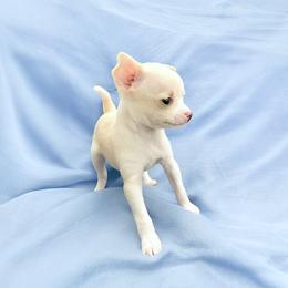 Chihuahua Puppies from Petite Pups LLC