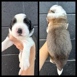 Black - White and brown male Saint Bernard puppy in Ladysmith, Wisconsin from Northwoods Saint Bernards