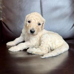 Cookie - Cream female Labradoodle puppy in Kingman, Arizona from The Dood Ranch