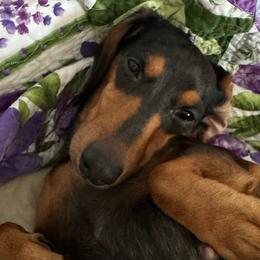 Pickles - Dachshund